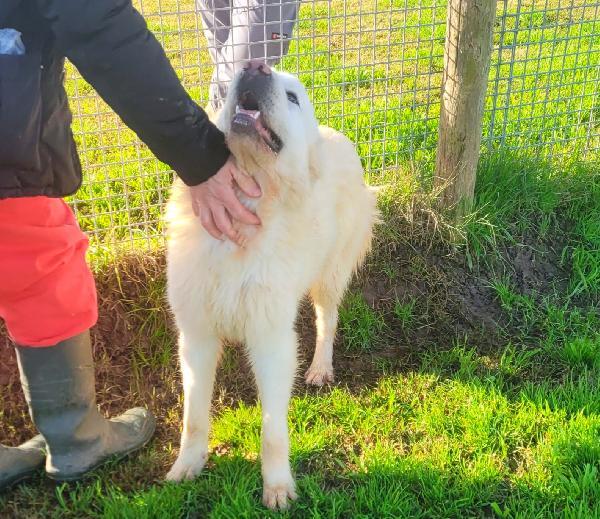 Lucius, cucciolone di pastore maremmano Foto 6